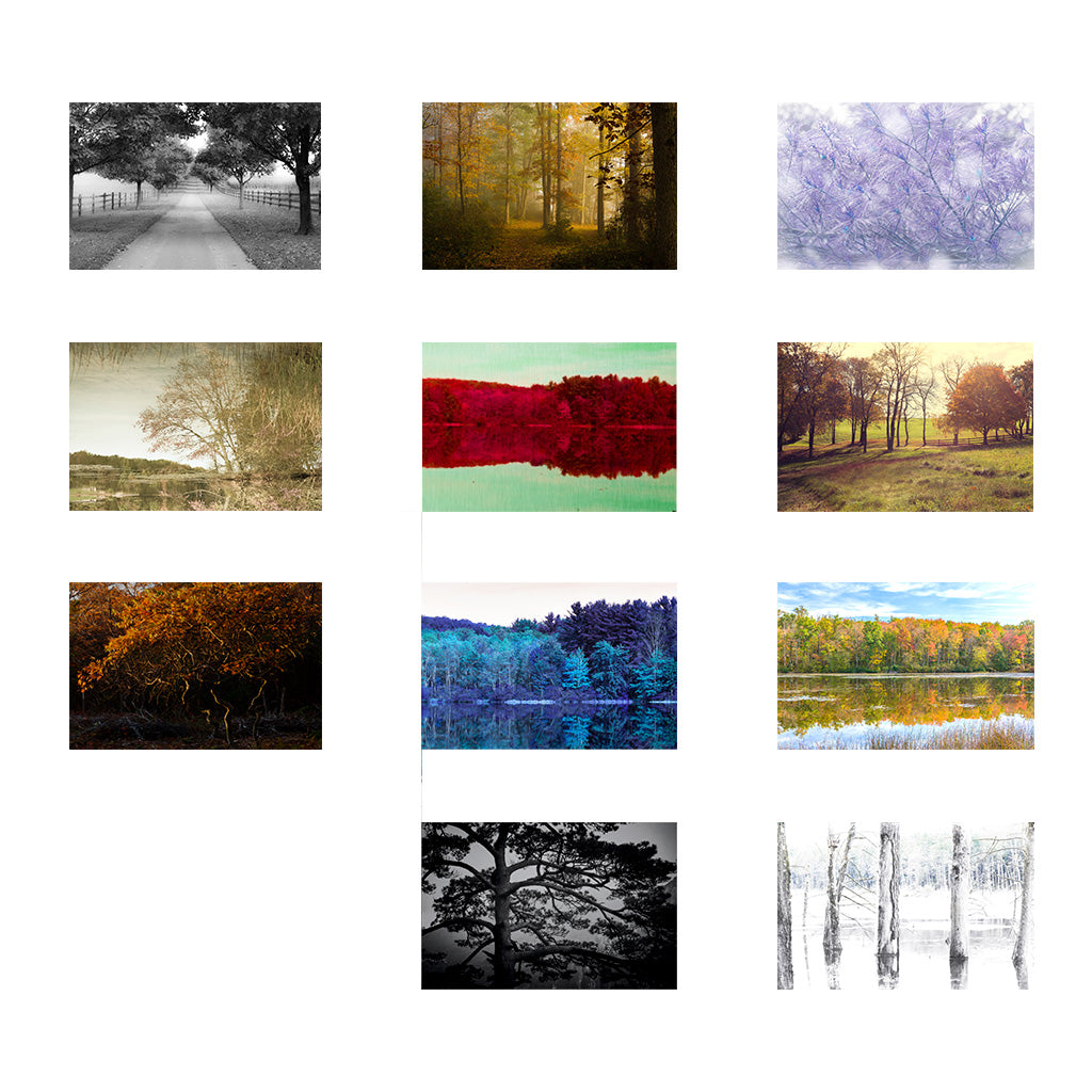 Forest Dreams Ledger Wall Calendar 2026 (US & CANADA)