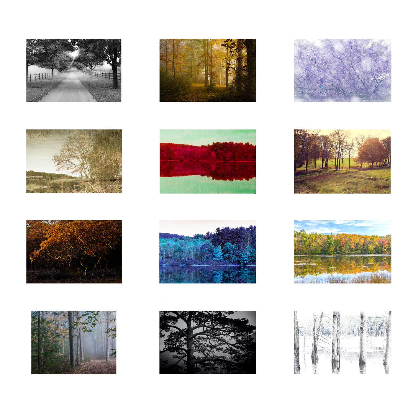 Forest Dreams Ledger Wall Calendar 2026 (US & CANADA)