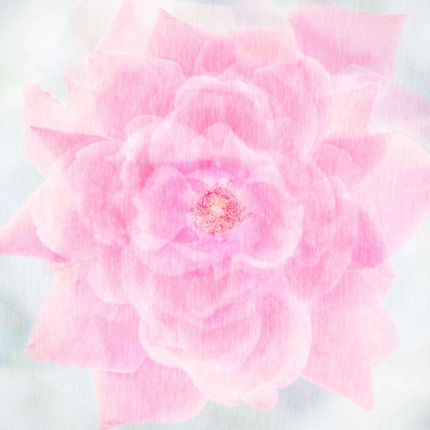 A Rose By Any Other Name